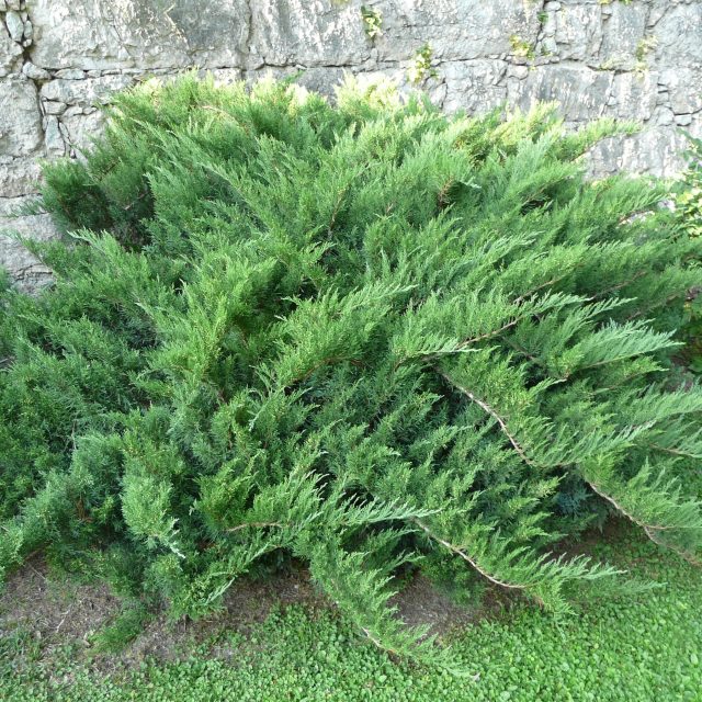Можжевельник казацкий