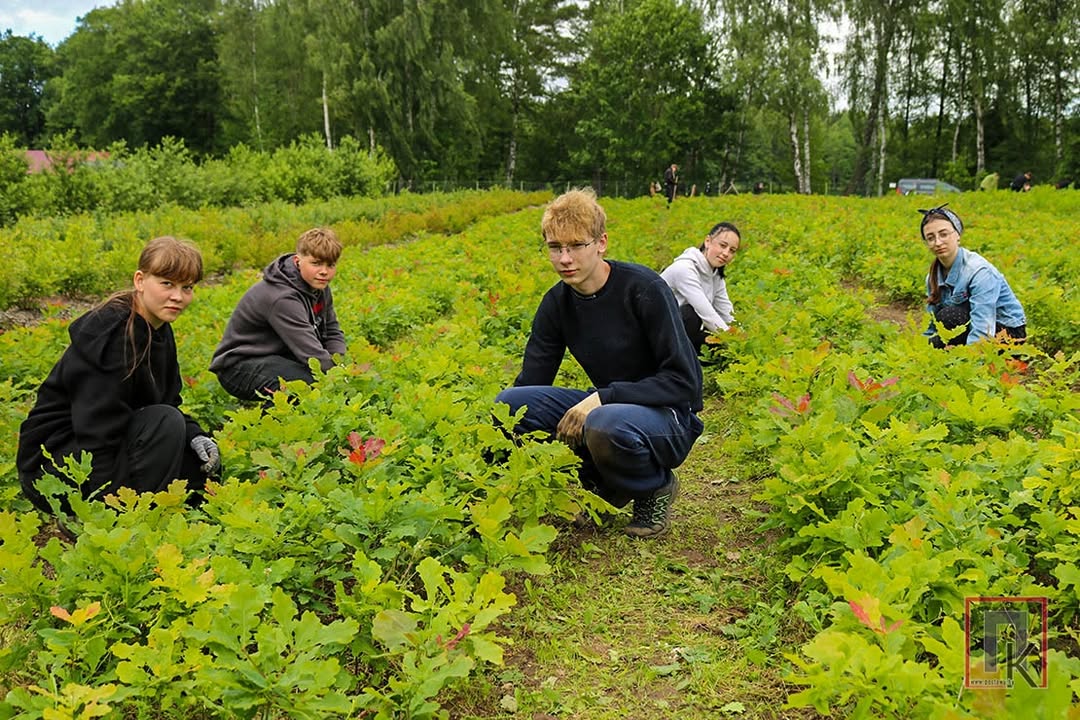 🌳 Бойцы студотряда «Виктория» задействованы на прополке саженцев дуба.